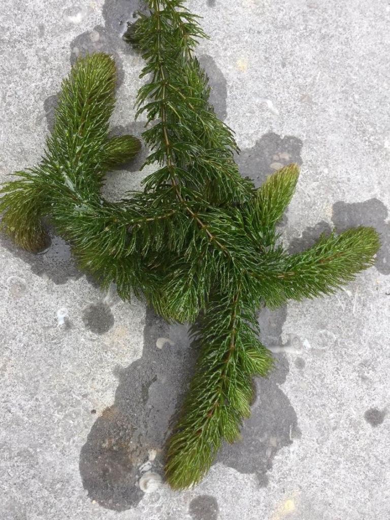 ZUURSTOFPLANT (GEDOORND) HOORNBLAD VOOR VIJVER., Tuin en Terras, Ophalen, Nieuw