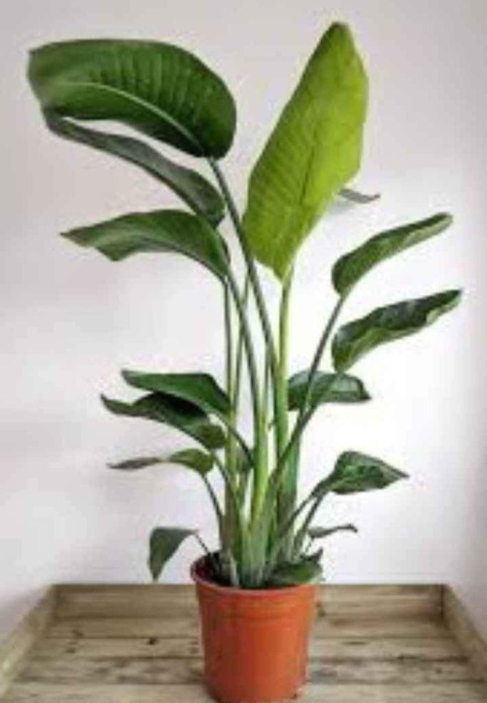 Strelitzia nicolai, Enlèvement