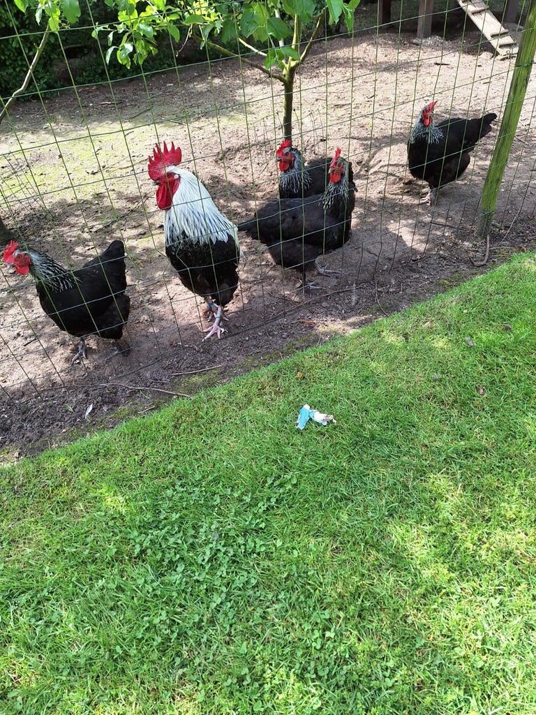 Broedeieren marans zwart en blouw zilverhals