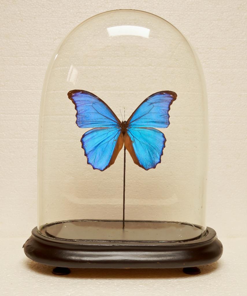 blauwe morpho in stolp, Verzamelen, Ophalen, Nieuw, Insect, Opgezet dier