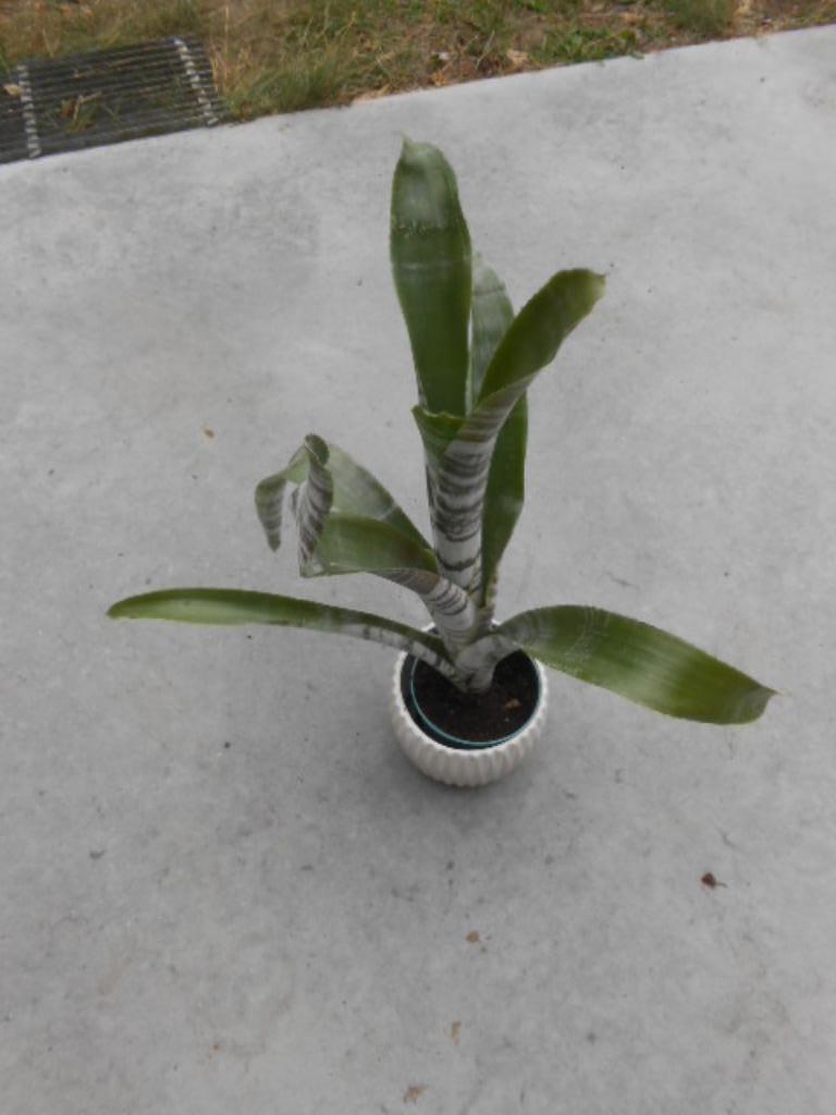 plant Bromelia zebraplant 37 cm hoogte, Tuin en Terras, Halfschaduw, Overige soorten, Lente, Minder dan 100 cm