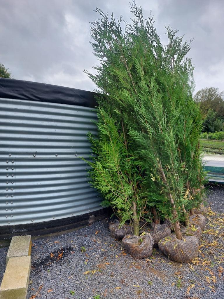 Haagspar/conifeer: thuja plicata ´Atrovirens, Tuin en Terras, Ophalen, Conifeer, Haag, 250 cm of meer