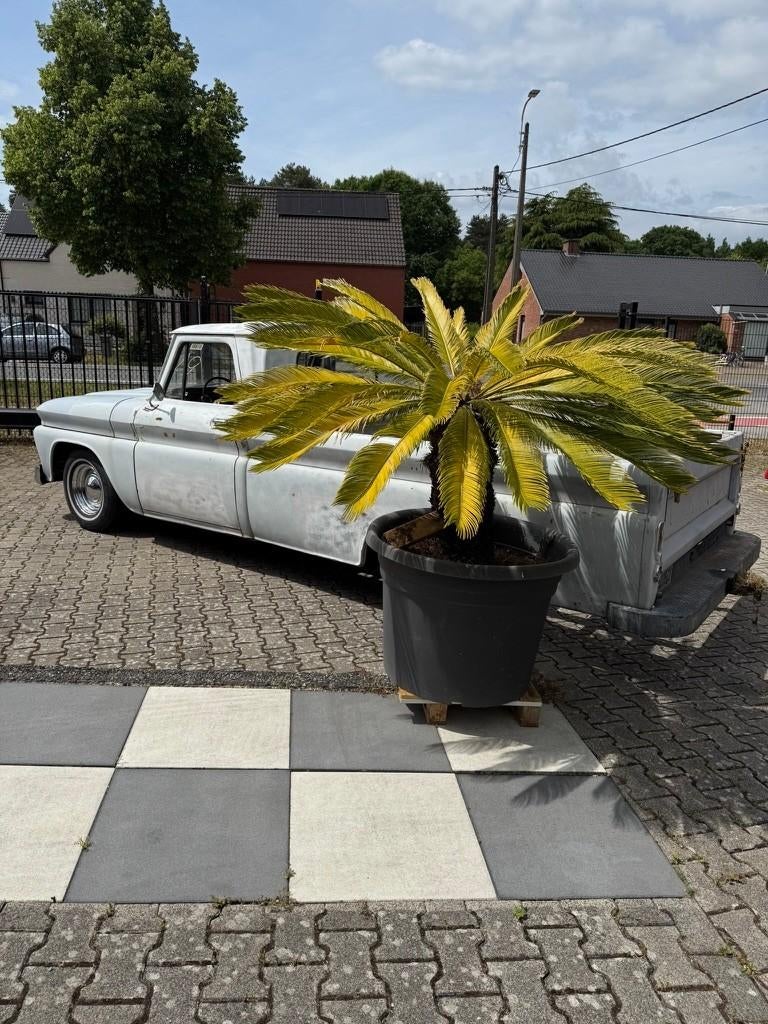 Camionnette Chevrolet C-10 1966 V8 327ci 5400 cc Oldtimer, Autos, Achat, 5400 cm³, Autre carrosserie, 2 portes