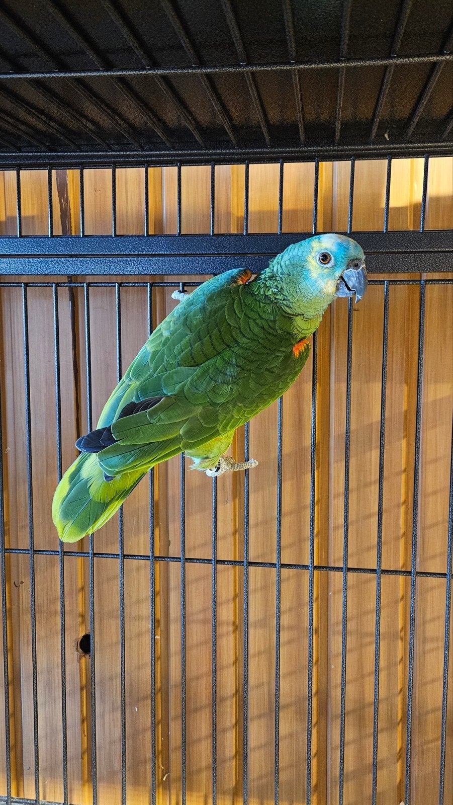 Femelle Amazone front bleu 19, Animaux & Accessoires, Oiseaux | Perruches & Perroquets, Femelle, Perroquet, Bagué