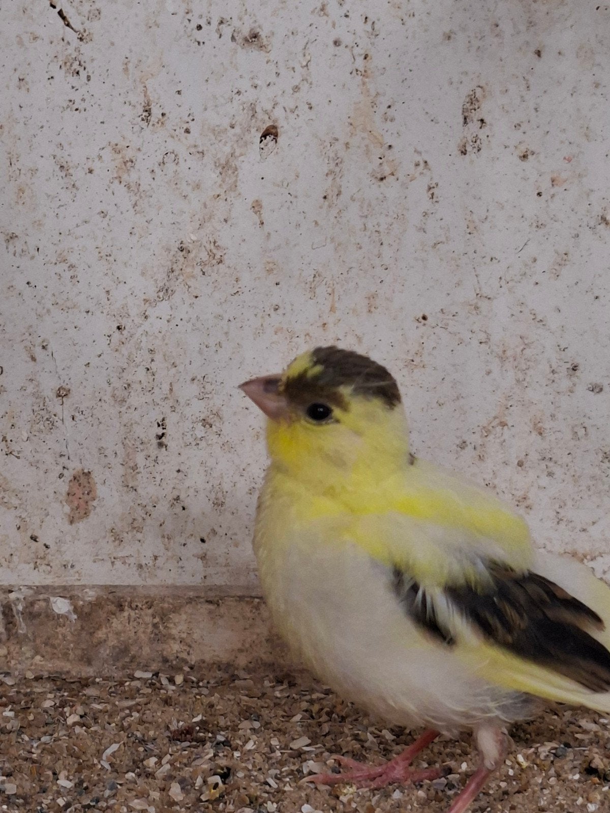 Kanarie, Dieren en Toebehoren, Vogels | Kanaries
