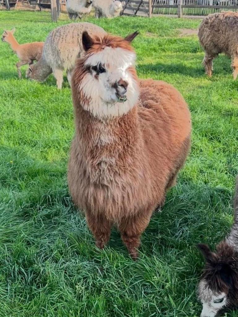 Prachtige jonge merrie, Animaux & Accessoires, Animaux Autre, Mai, Femelle