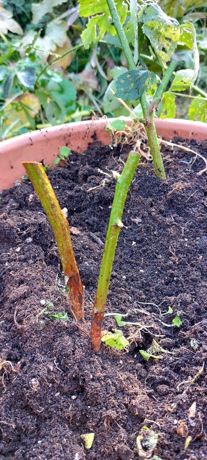 'Black Satin' braambes zonder stekels (bio), Tuin en Terras, Ophalen, Vaste plant, Halfschaduw