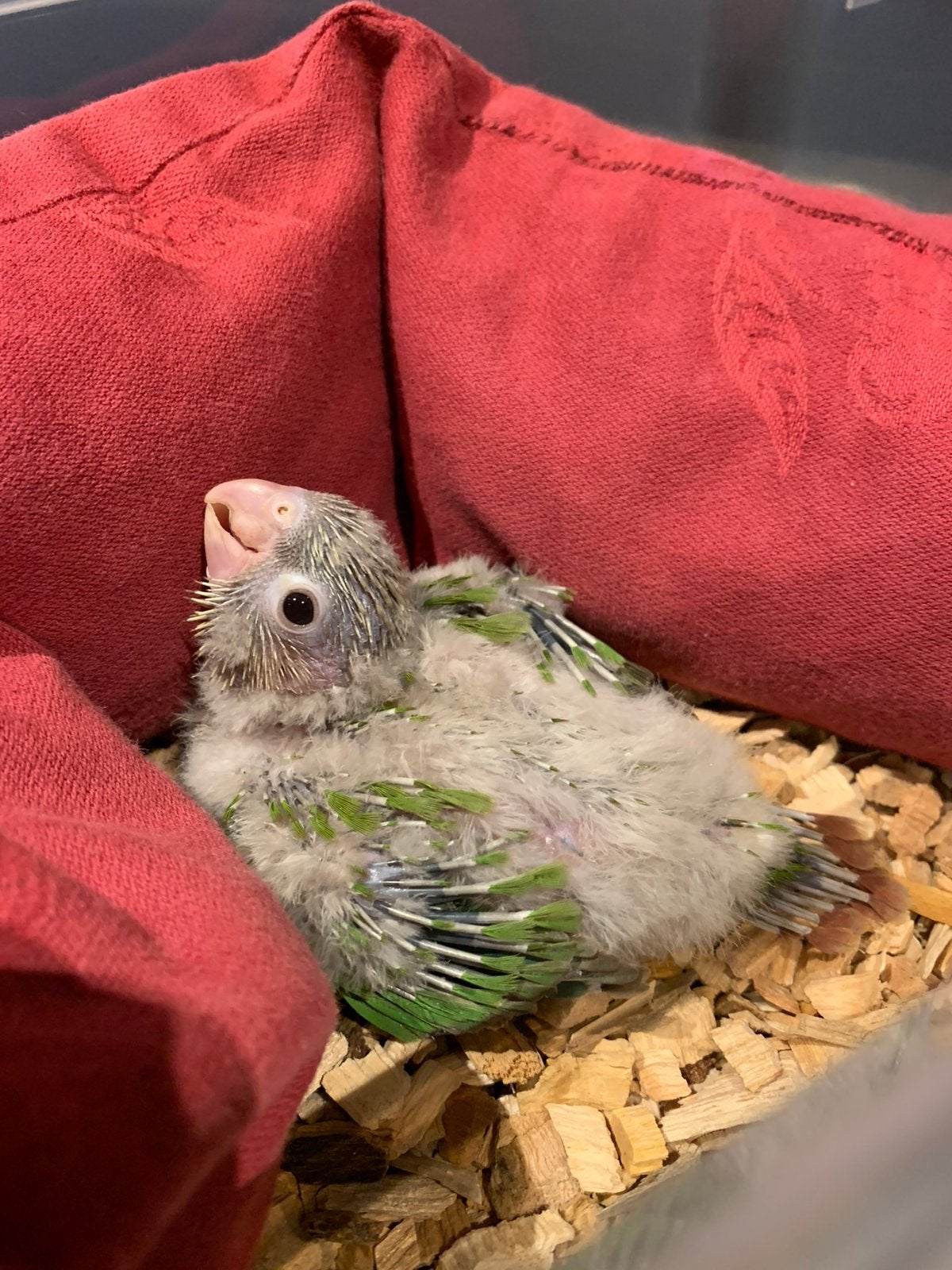 Pyrrhura Molinae (tam) Pineapple - baby, Dieren en Toebehoren, Vogels | Parkieten en Papegaaien, Meerdere dieren, Parkiet, Geringd