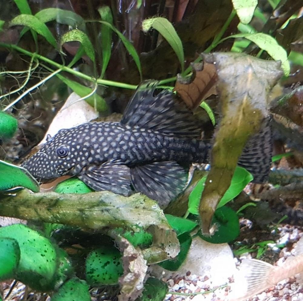 Ancistrus wildkleur, Dieren en Toebehoren