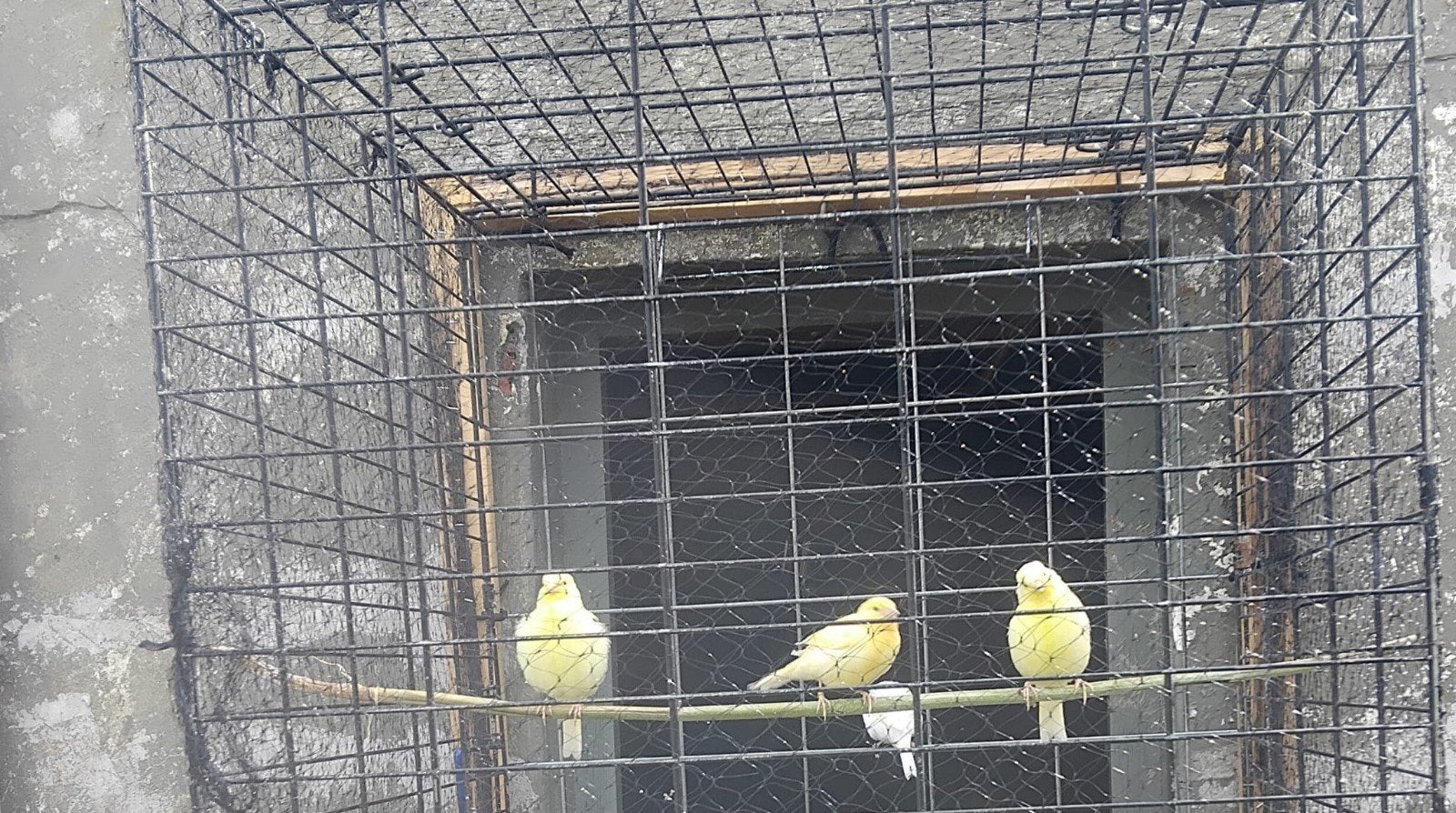 Kanaries 3 stuk, Dieren en Toebehoren, Geslacht onbekend