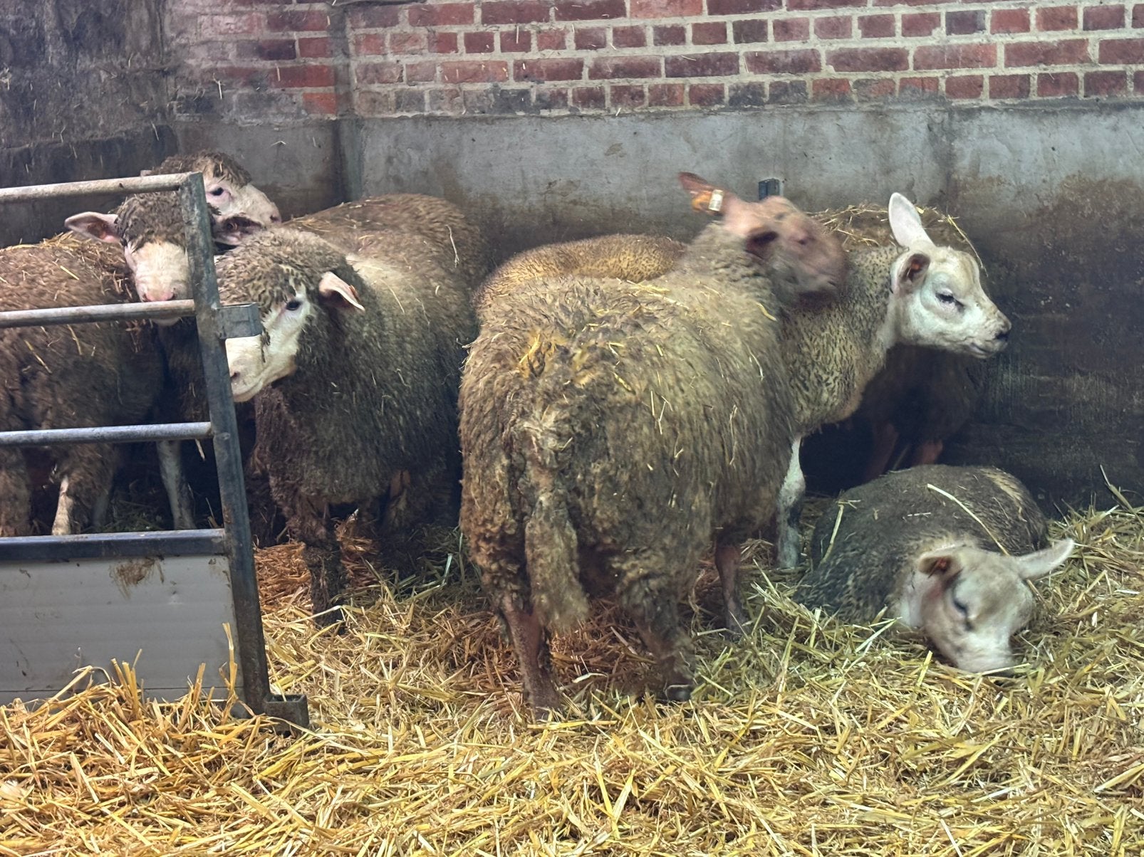 Rouge de l’ouest ramlam, Dieren en Toebehoren, Schapen, Geiten en Varkens, Mannelijk, Schaap, 0 tot 2 jaar