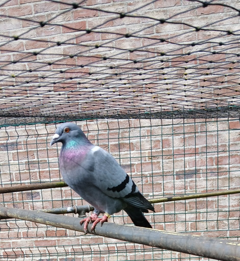 duiven, Animaux & Accessoires, Oiseaux | Pigeons