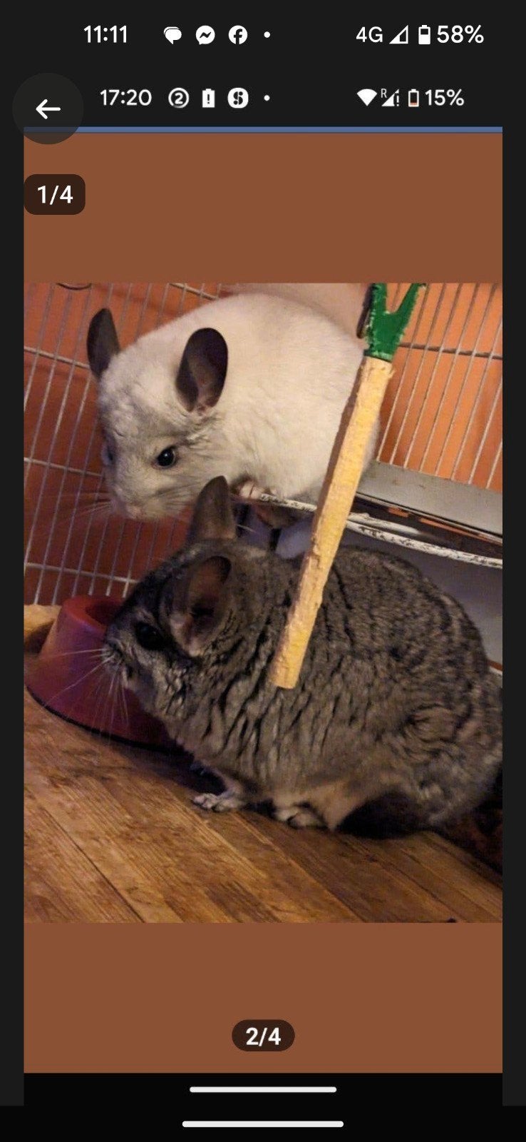 chinchila vrouwtje, Dieren en Toebehoren, December, Vrouwelijk, Chinchilla
