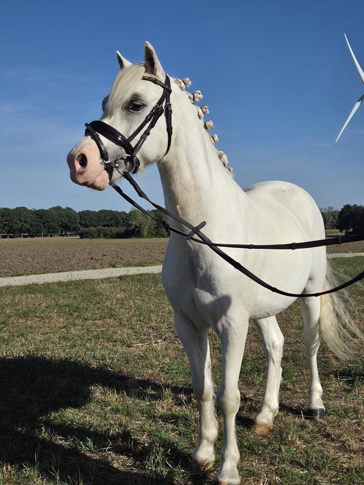 B poney Belissimo et A poney Lily, Animaux & Accessoires, Poneys, Jument