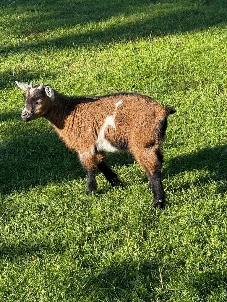 Bruin bokje zoekt gouden huisje, Dieren en Toebehoren, Schapen, Geiten en Varkens, Mannelijk, Geit, 0 tot 2 jaar