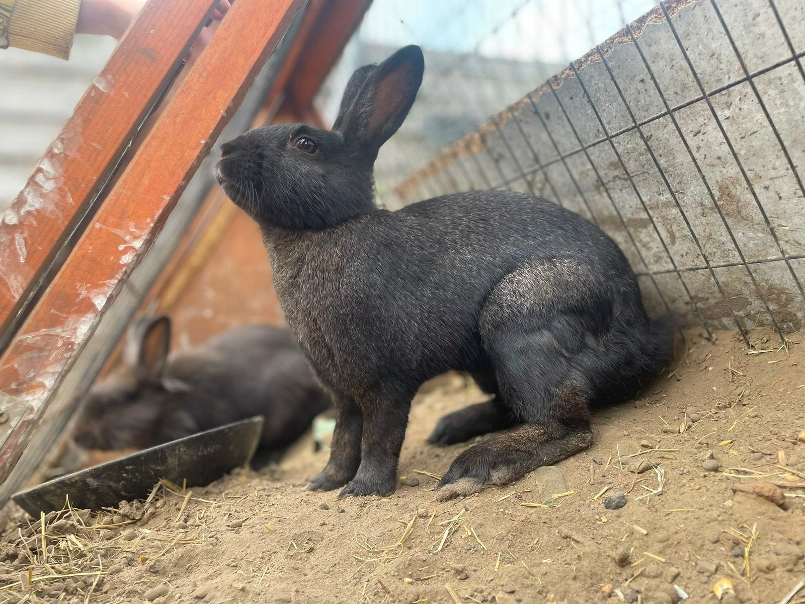 GRATIS-Mannetje zoekt nieuwe thuis!, Animaux & Accessoires