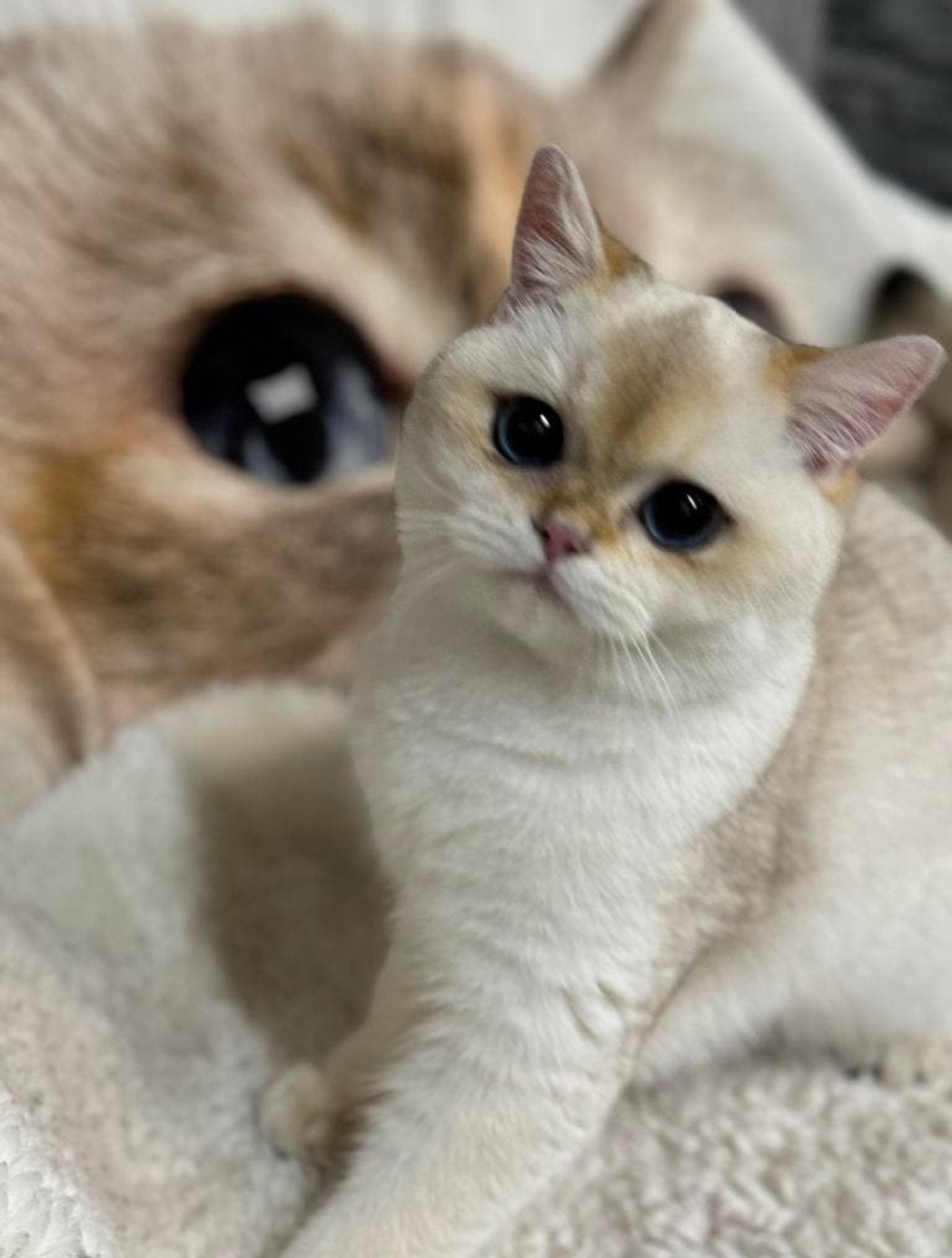 Poes Britse korthaar ( voor fok ), Animaux & Accessoires, Chats & Chatons | Chats de race | Poil ras, Chatte ou Chat, Avec pedigree