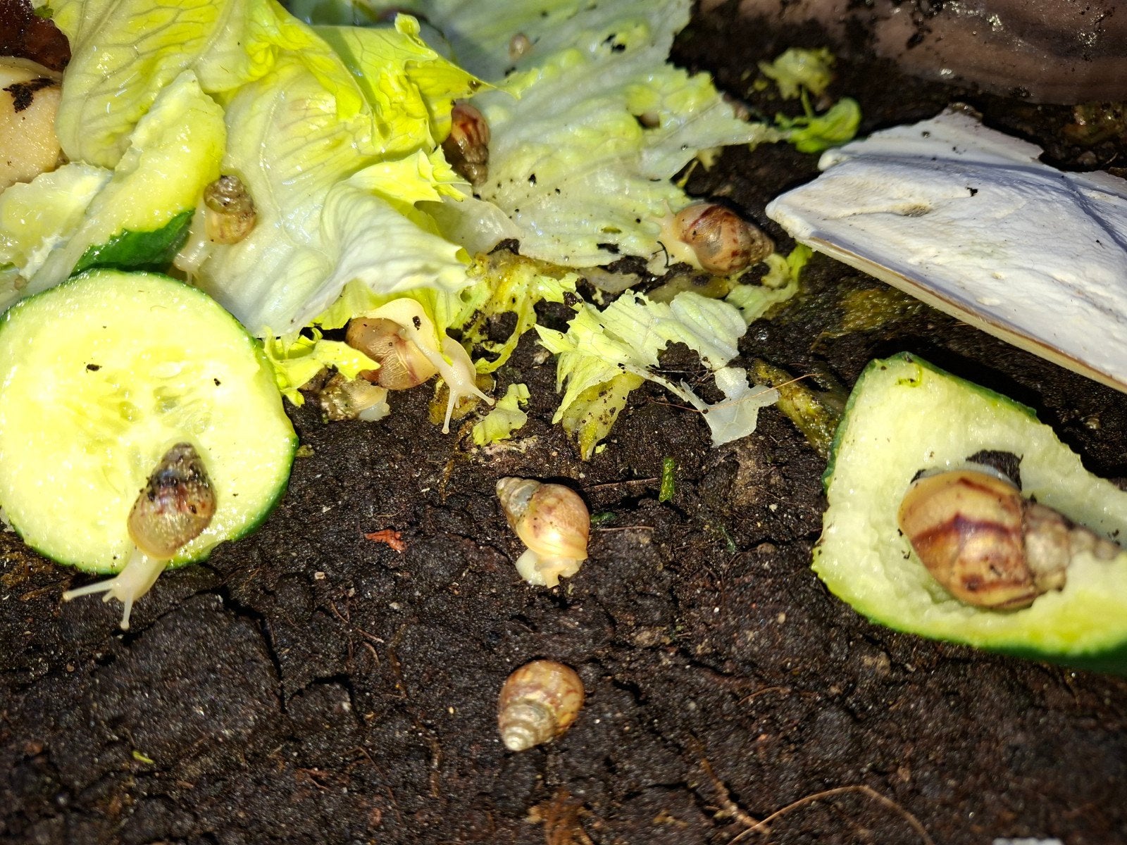 Afrikaanse reuzenslak Archachatina marginata ovum leucistic, Dieren en Toebehoren