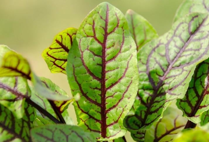 20 zaden bloedzuring - mooi in gemengde salades, Verzenden, Zaad