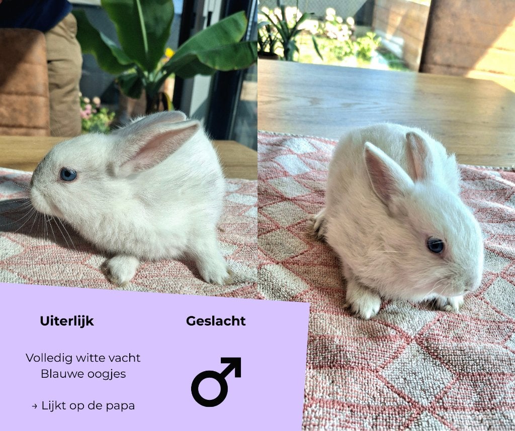 Kleine konijntjes, Dieren en Toebehoren, Konijnen, Klein, Meerdere dieren, 0 tot 2 jaar