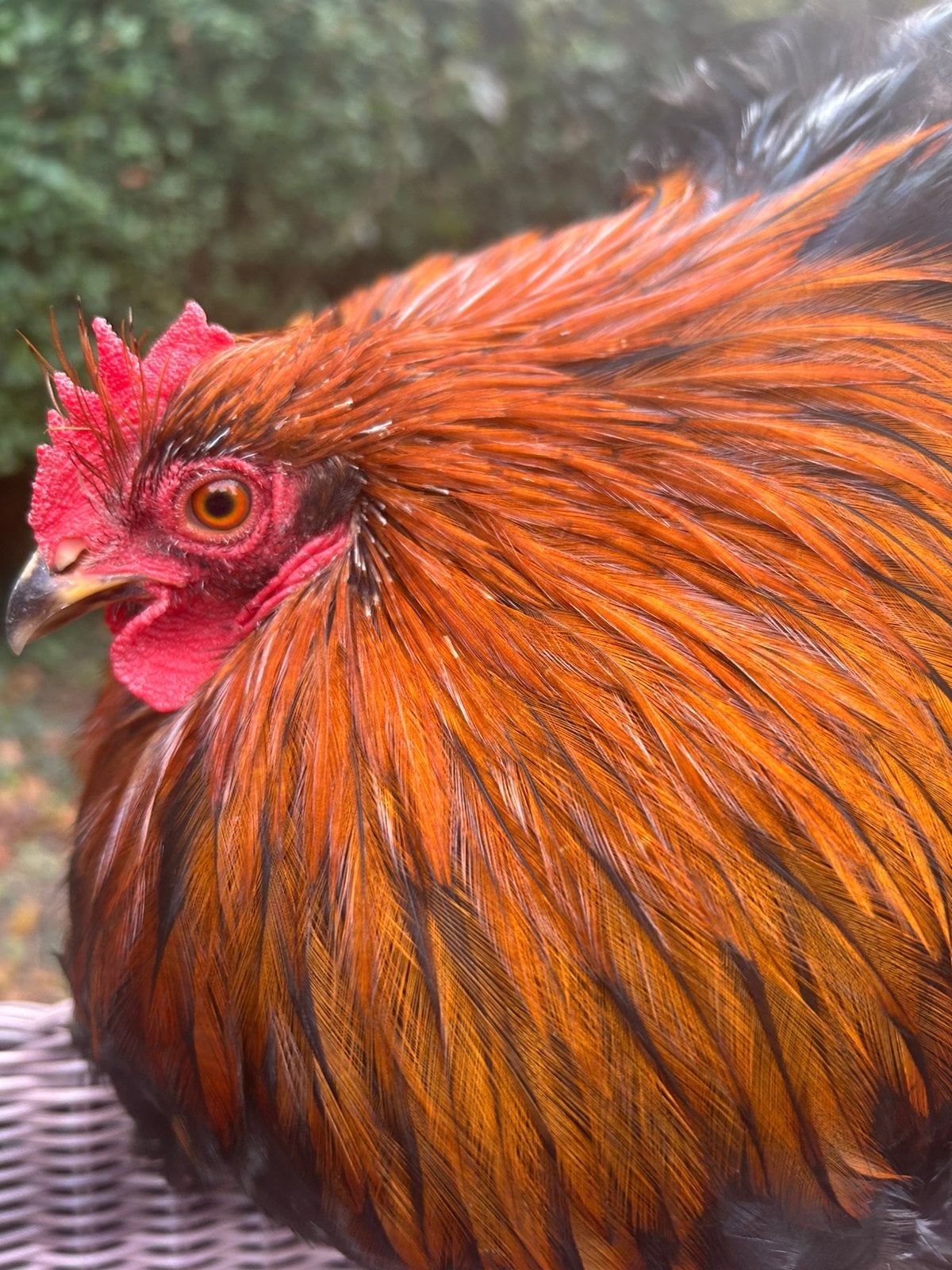 Beau coq cochin, 8 mois, (pure race), Animaux & Accessoires, Mâle, Poule ou poulet