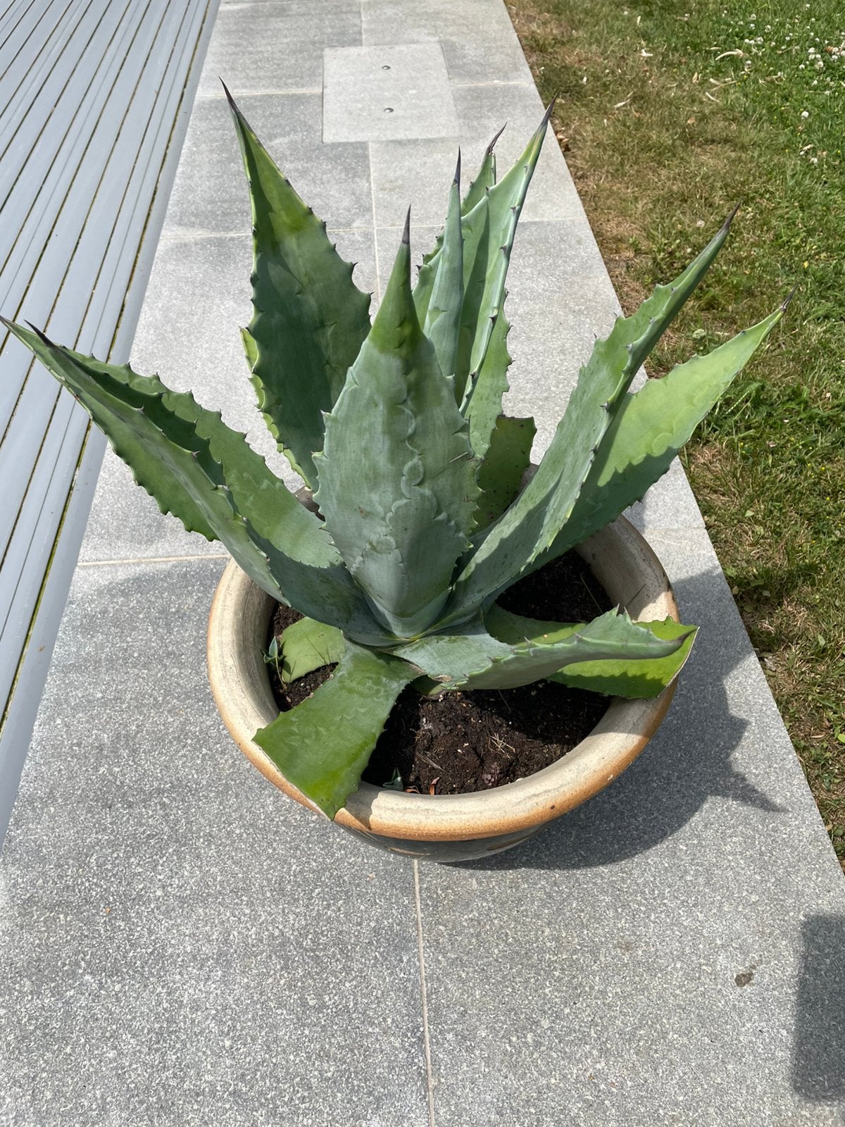 3 x agave, Enlèvement, Ne fleurit pas, Plante fixe, Autres espèces