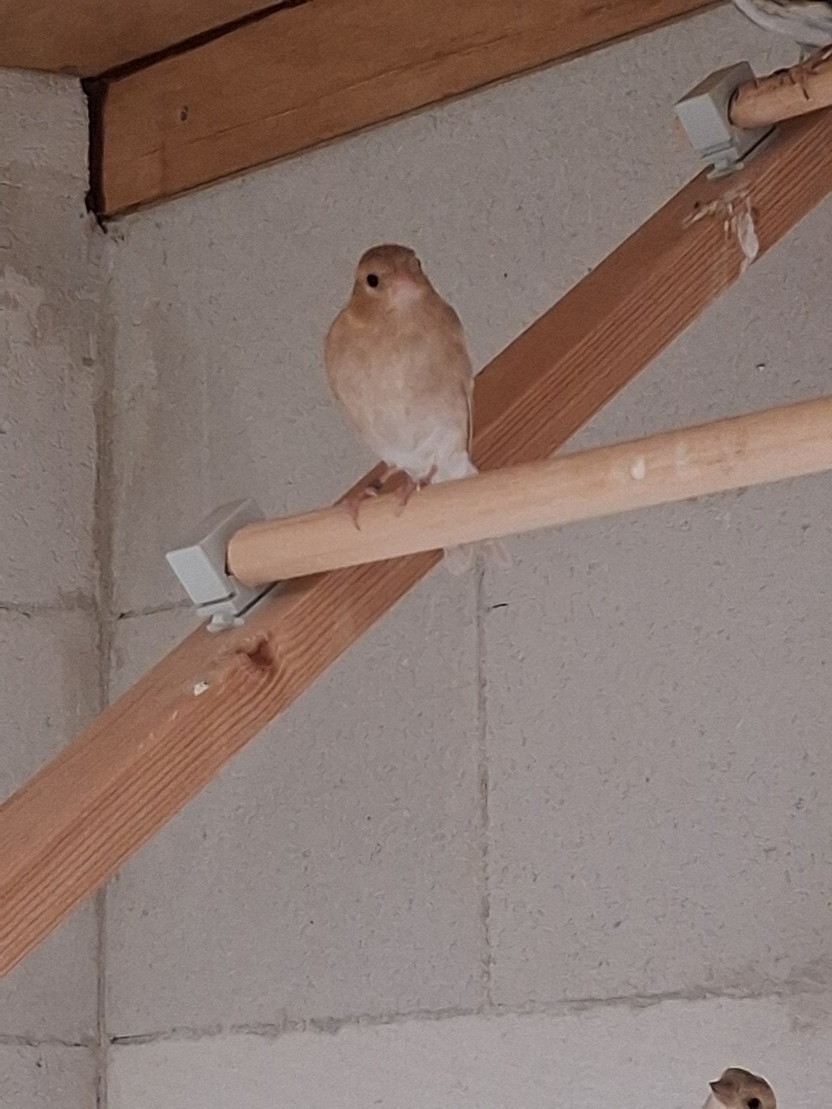 botvink poppen, Dieren en Toebehoren, Vogels | Overige Vogels, Vrouwelijk, Wildzangvogel, Tam