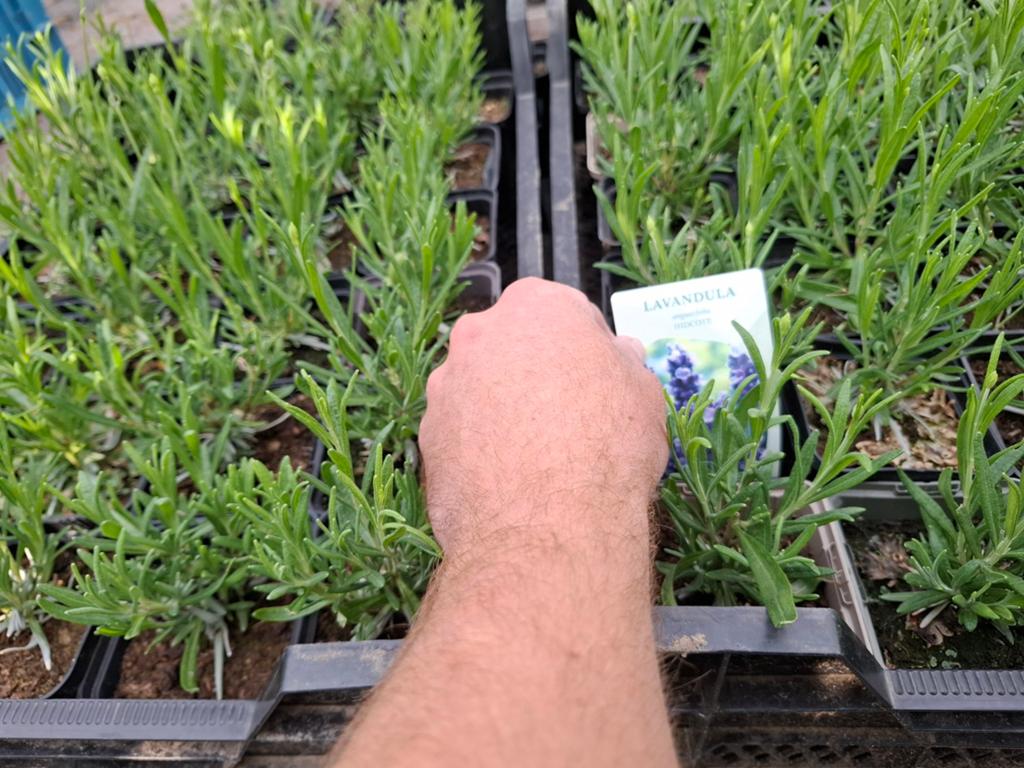 Lavendel, Volle zon, Vaste plant, Lente, Ophalen