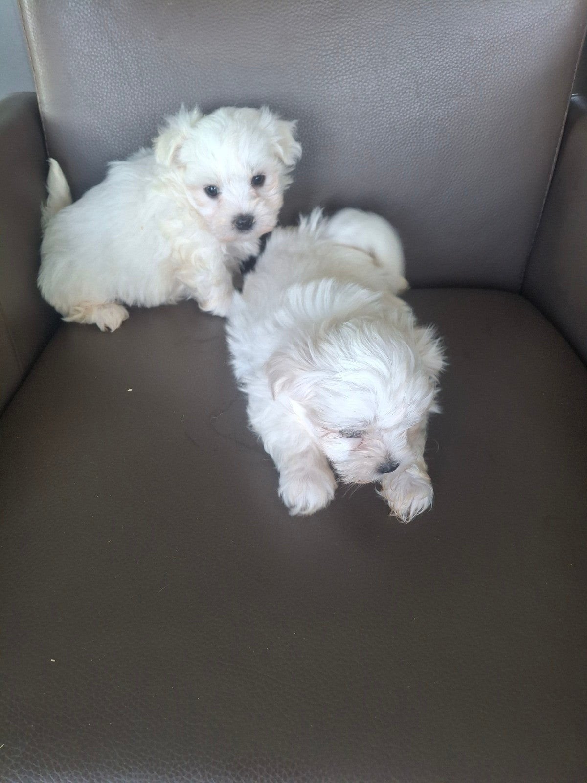 Maltezer pupjes, Maladie de Carré (chiens), Bichon maltais, 8 à 15 semaines, Plusieurs