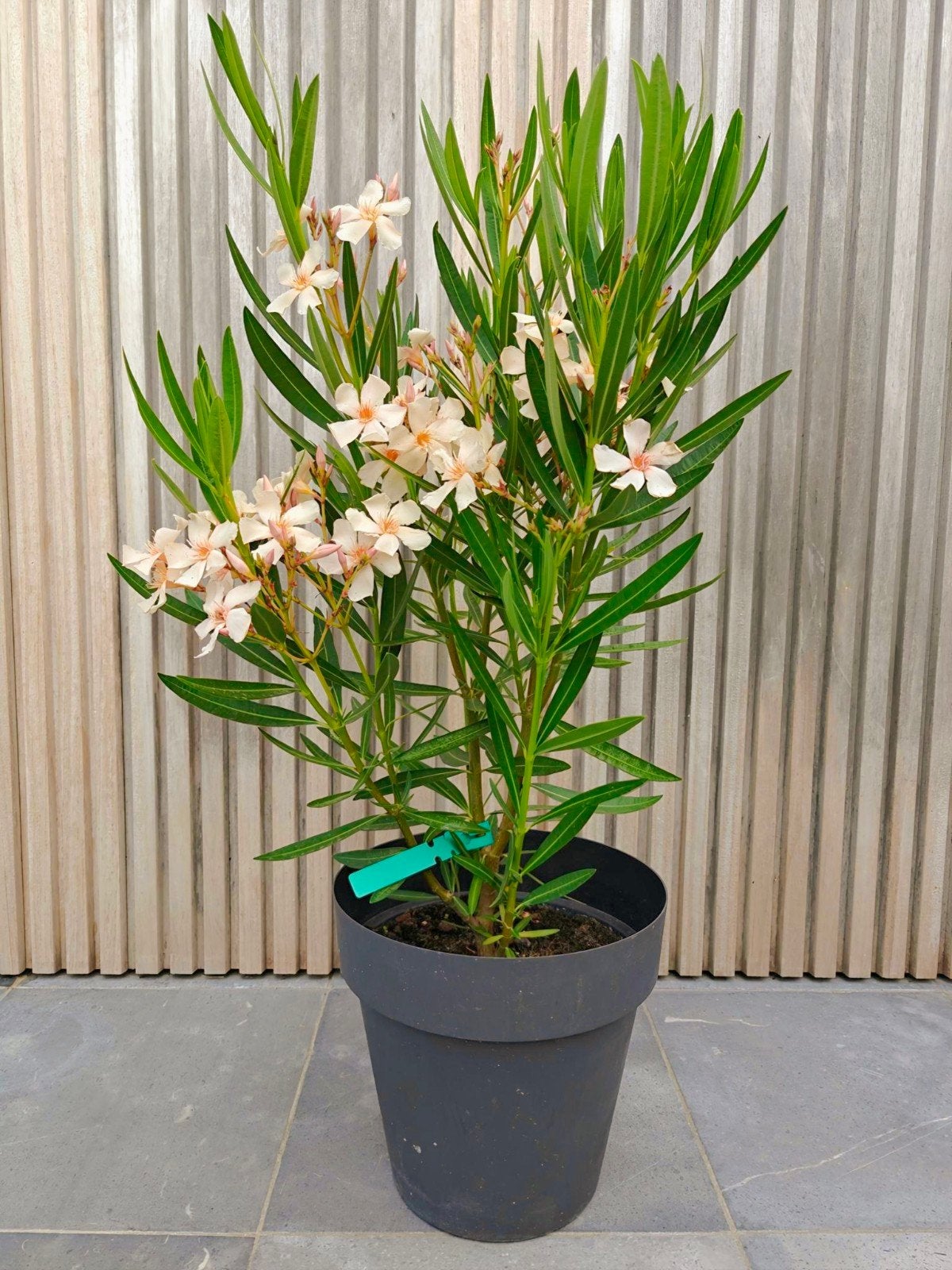Nerium oleander 'Angiolo Pucci', Tuin en Terras, Planten | Tuinplanten, Volle zon, Vaste plant, Zomer, Ophalen