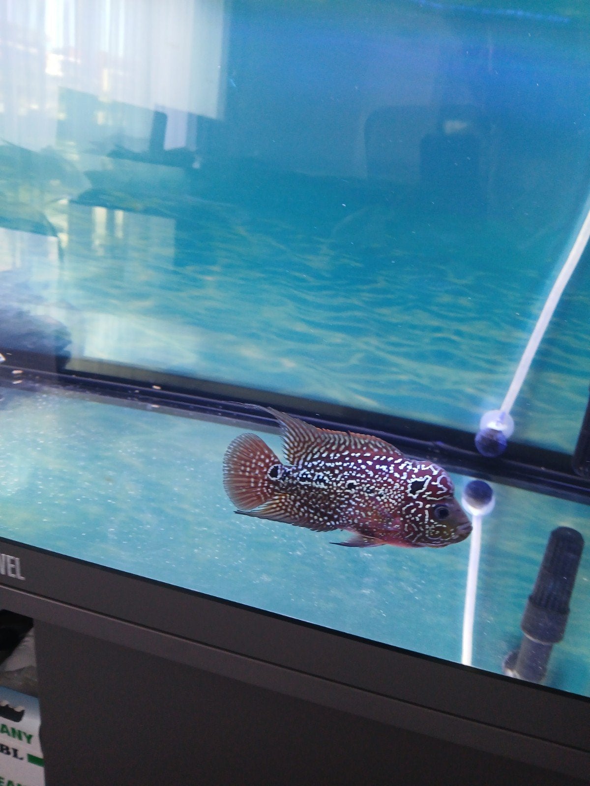 flowerhorn red gezond nog jongman 12 a 14 cm