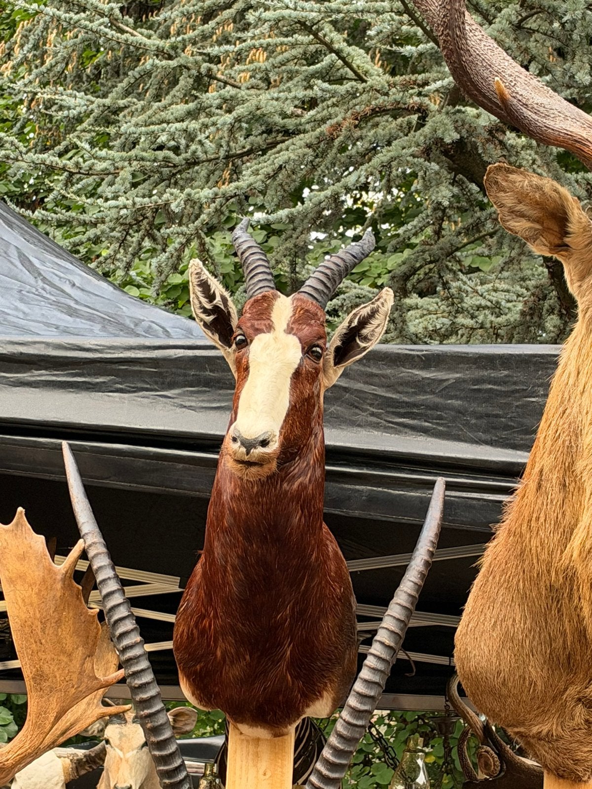 Echt groot taxidermie edelhert opgezette en meer, Ophalen