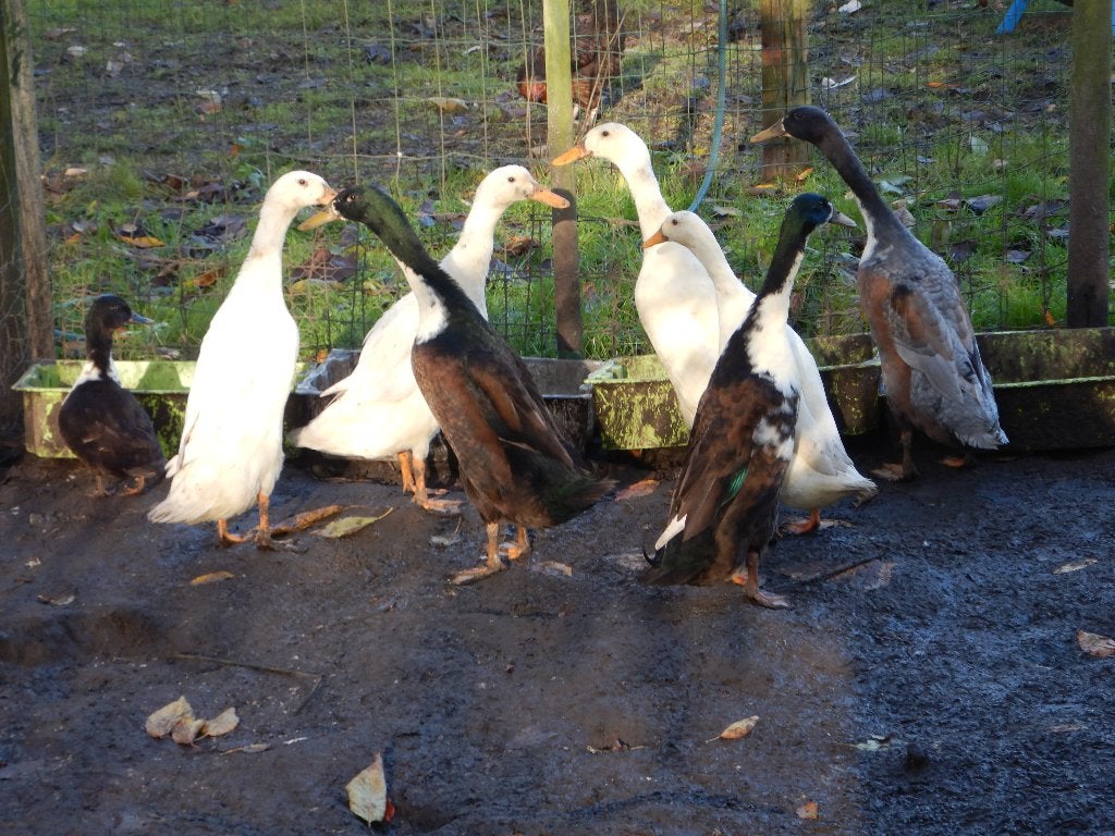 wij zijn een kinderboerderij die neerhof dieren opvangen, Animaux & Accessoires, Volatiles, Plusieurs animaux, Autres espèces