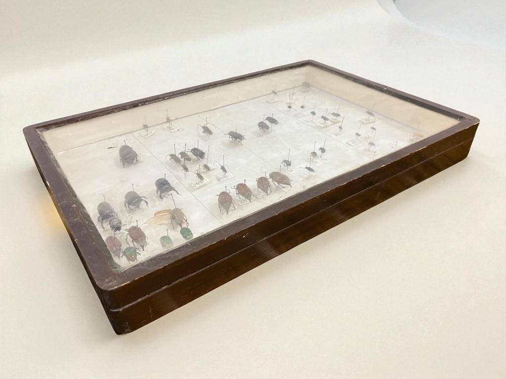 vintage taxidermie insecten kader /decoratie, Ophalen