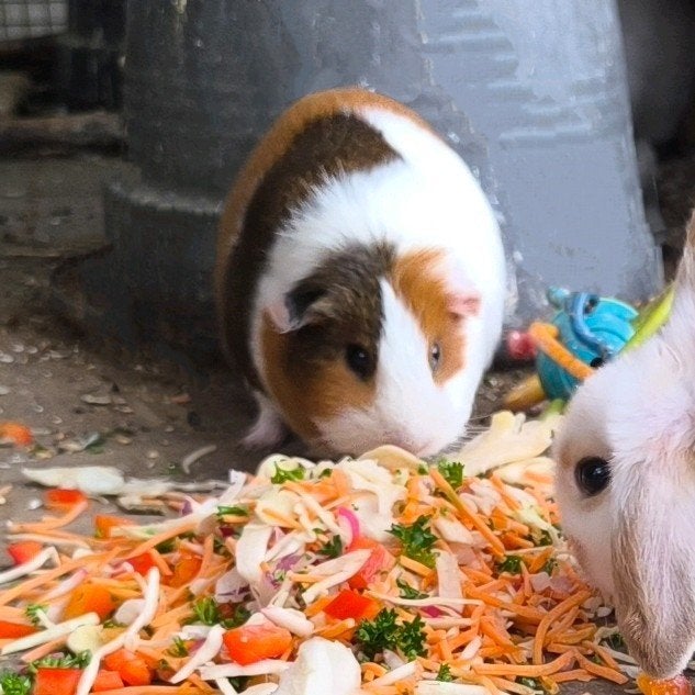 laatste 2 cavia's, Dieren en Toebehoren, Maart, Meerdere dieren, Cavia