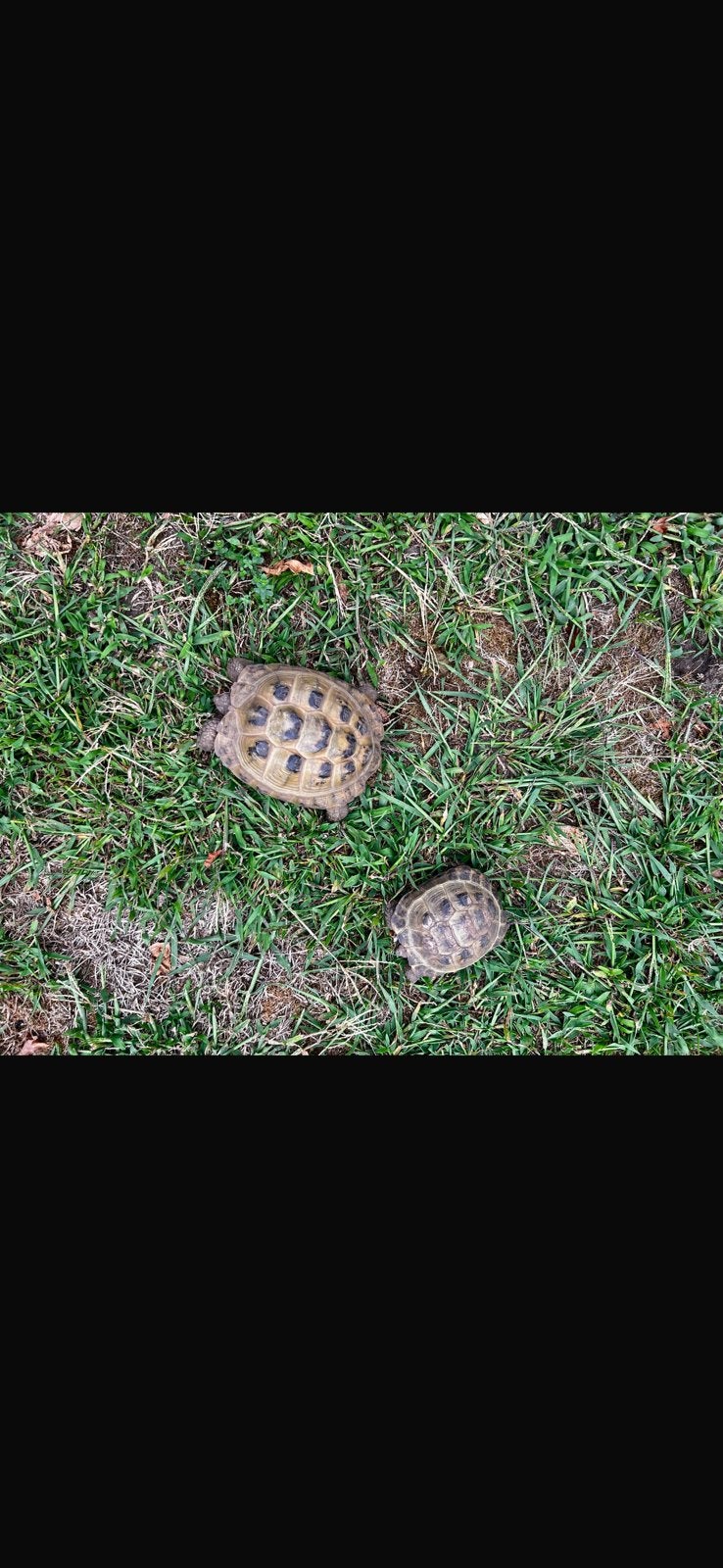 Russische vierteen landschildpad, Schildpad