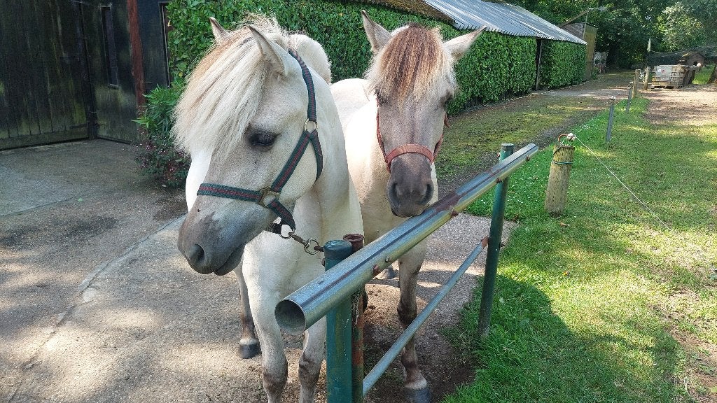 2 Fjordenpaarden te koop, Jument, Cheval de récréation, Avec pedigree