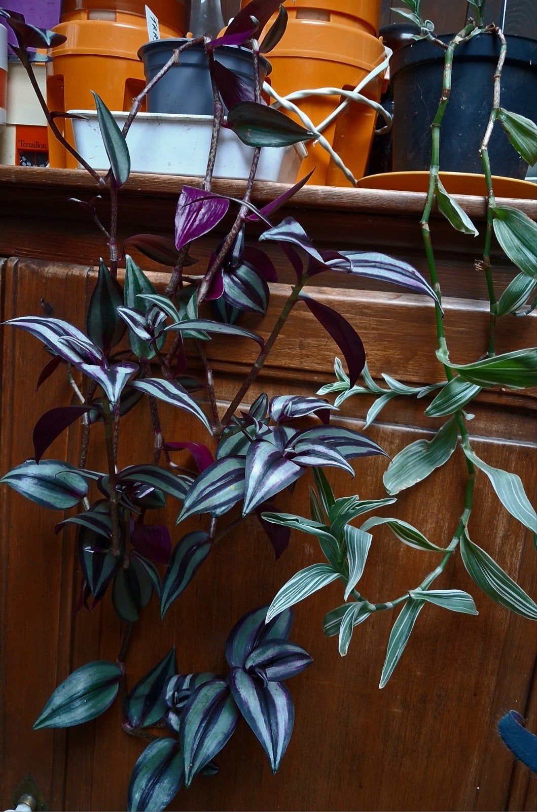 Tradescantia plusieurs variétés
