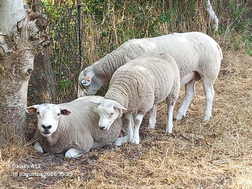Schapen, Plusieurs animaux, Mouton, 0 à 2 ans