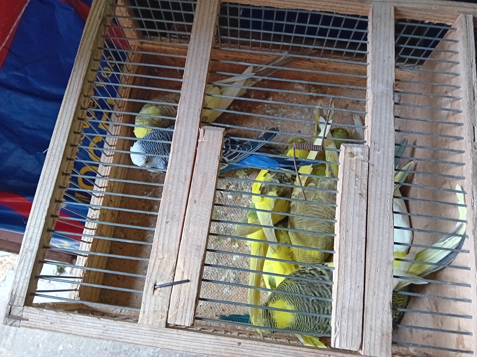 Grasparkieten, Meerdere dieren, Parkiet