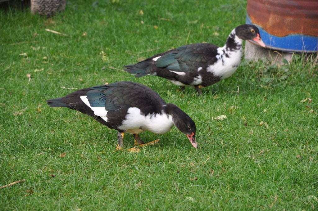 barberies, Dieren en Toebehoren