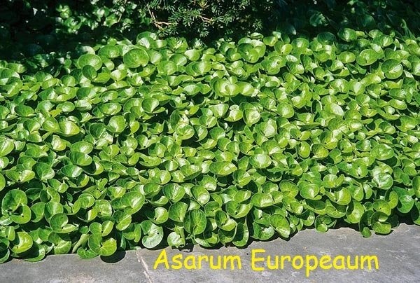 Asarum europaeum, wintergroene bodenbedekker !, Tuin en Terras, Planten | Tuinplanten, Ophalen, Bodembedekkers, Vaste plant, Halfschaduw