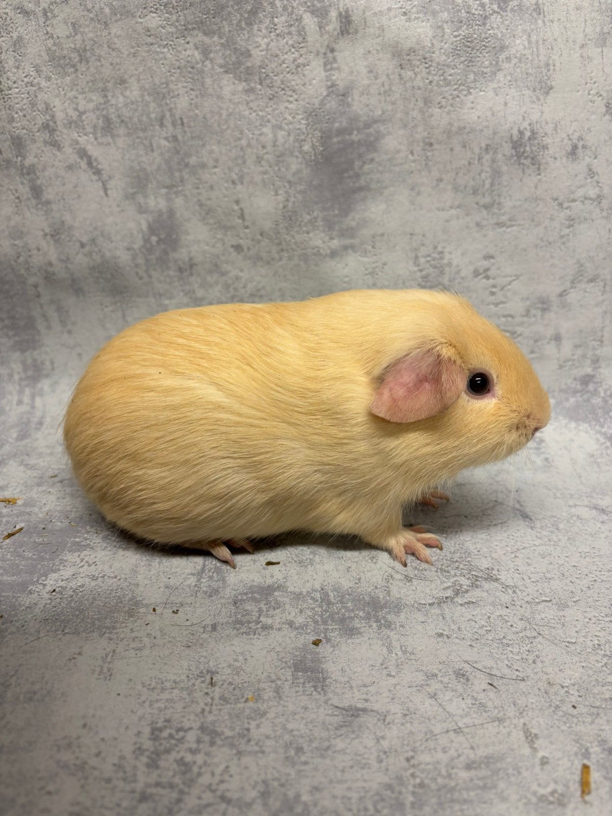 Cavia creme beertje, Animaux & Accessoires, Août, Mâle, Cobaye