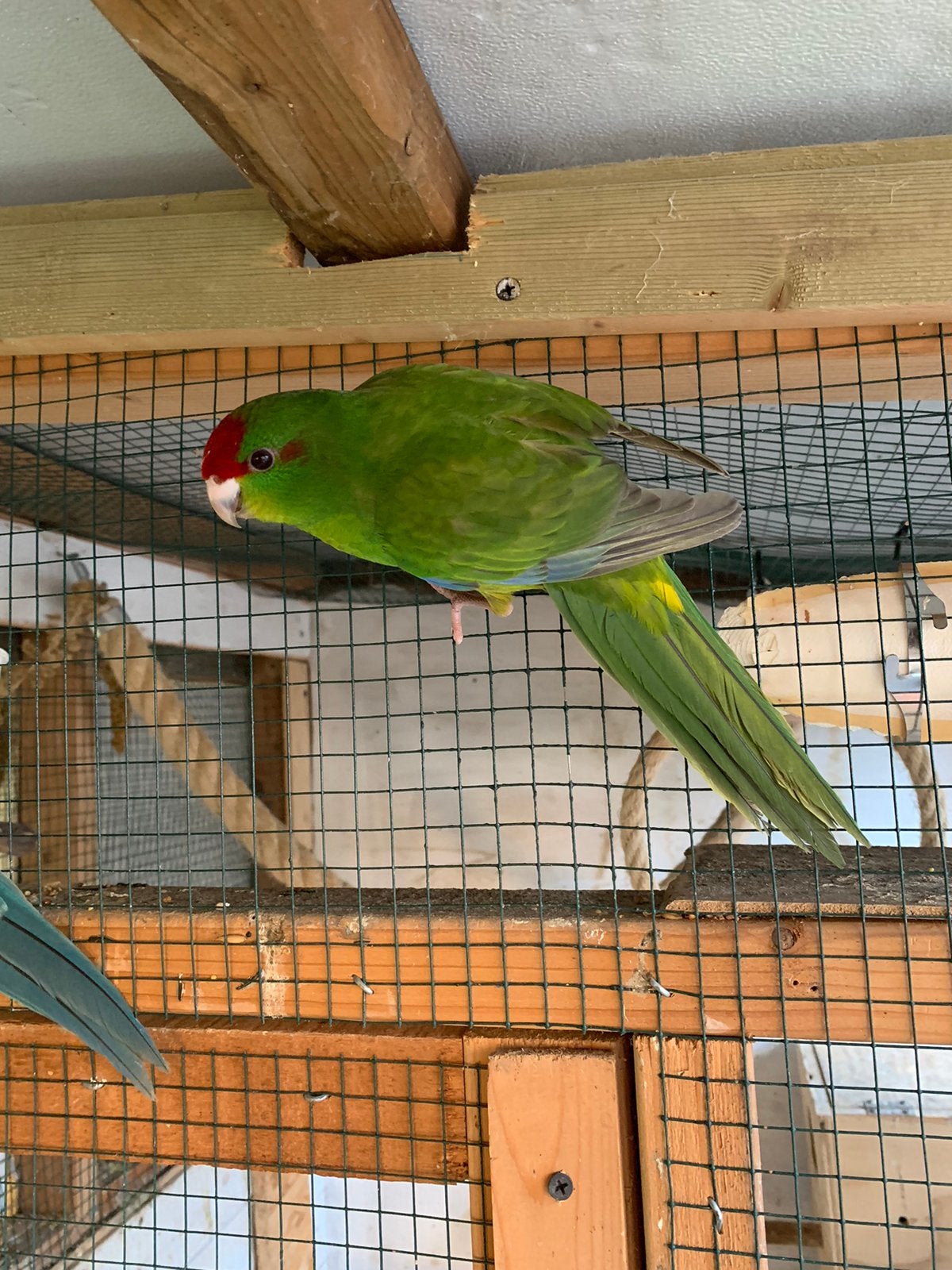 Kakariki man, Animaux & Accessoires, Mâle, Perruche, Bagué