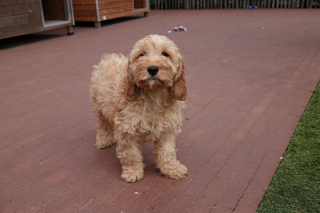 Prachtige Cockapoo pups, Parvo, België, Overige rassen, 8 tot 15 weken
