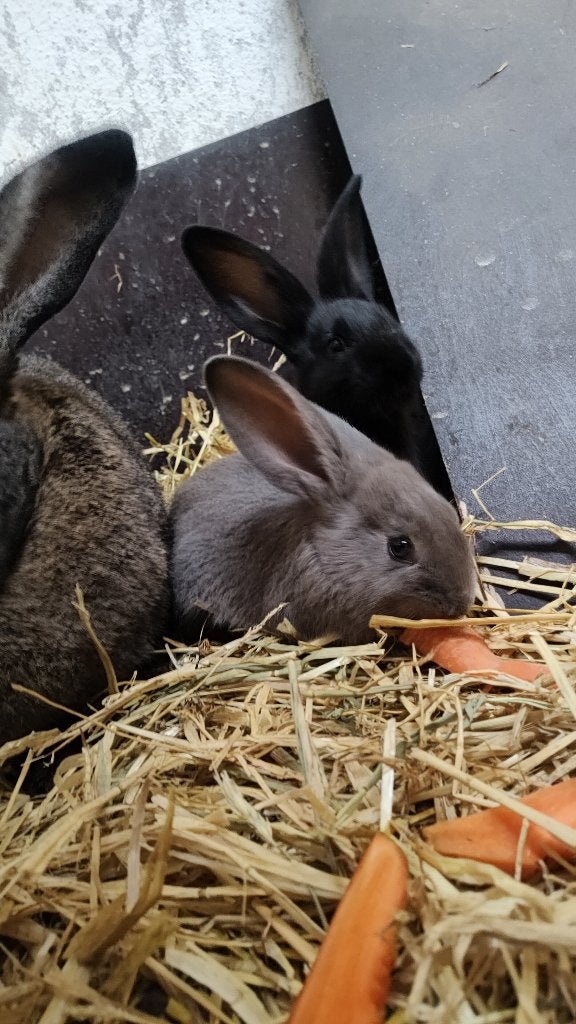 jonge vlaamse reuzen, Dieren en Toebehoren, Konijnen, Meerdere dieren, Groot, 0 tot 2 jaar