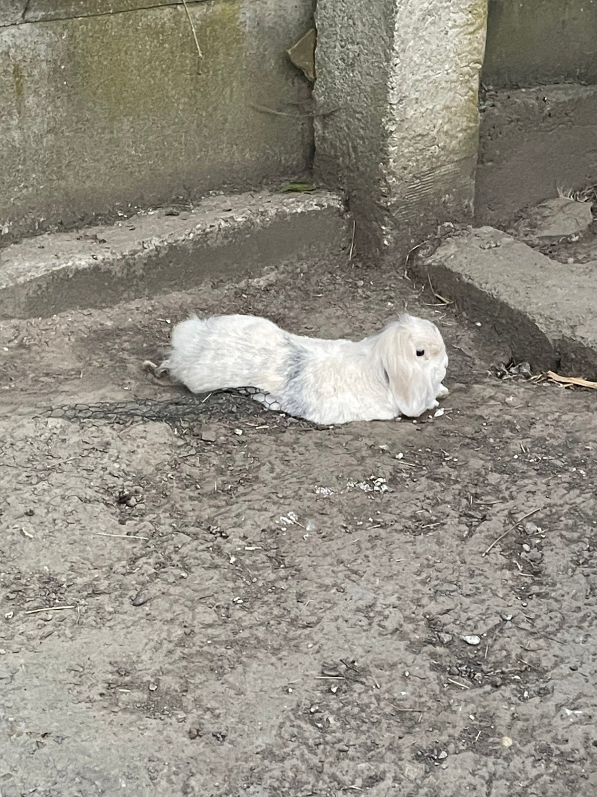 Konijn te koop, Dieren en Toebehoren, Mei, Mannelijk