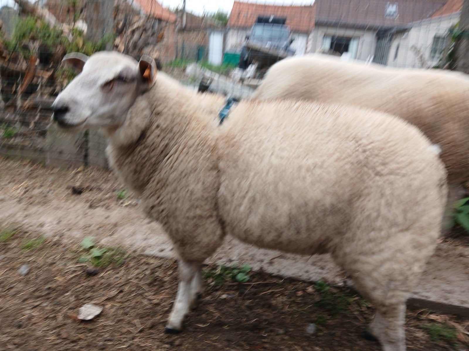 schapen ram