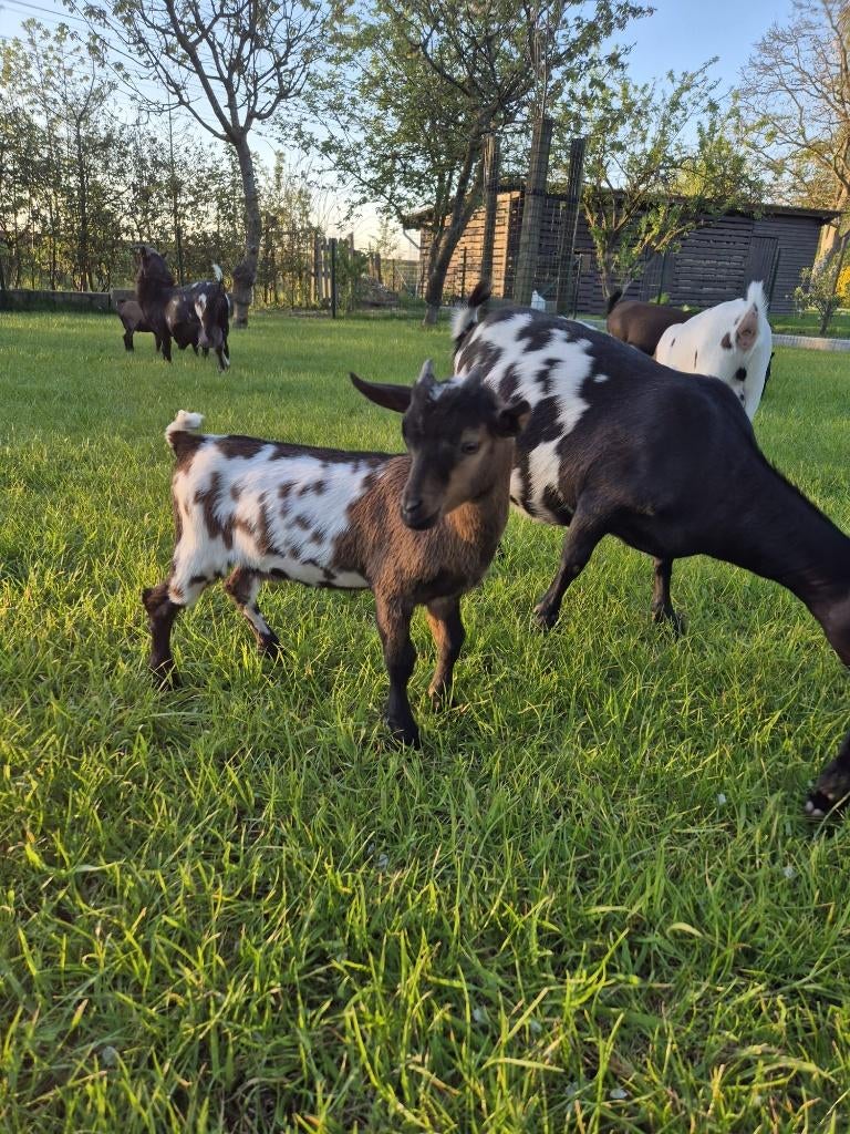 Mooie dwerggeiten lammetjes, Dieren en Toebehoren, Schapen, Geiten en Varkens, Geit, Mannelijk, 0 tot 2 jaar