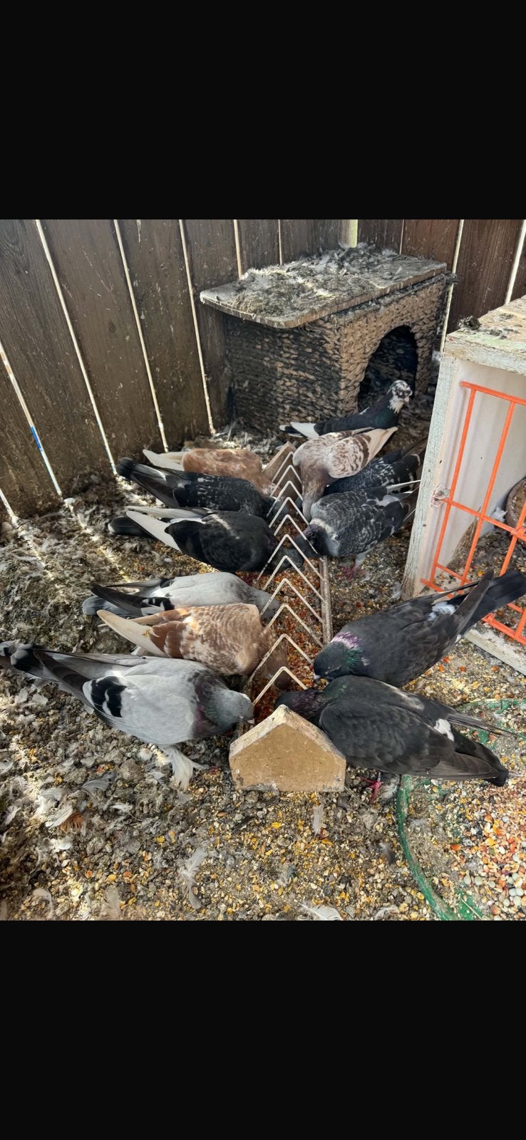 Duiven, Dieren en Toebehoren